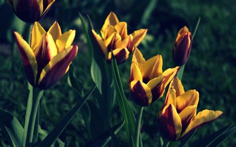 We've gathered more than 5 million images uploaded by our users and sorted them by the most popular ones. tulips leaves - HD Desktop Wallpapers | 4k HD