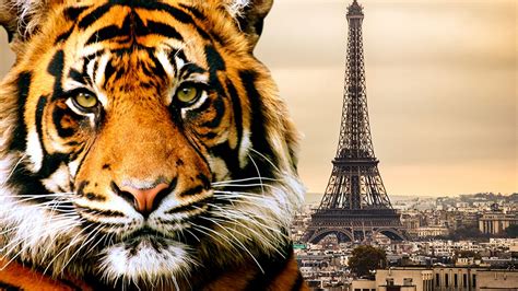How To Survive A Tiger Attack What To Do If You Come Across Paris Big