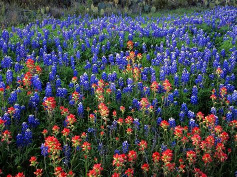Free Download Country Texas Meadows Blue Flowers Bluebonnet Wallpaper