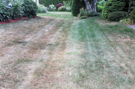Common Lawn Problems And Solutions Western Pa Kvc Lawn Maintenance Llc