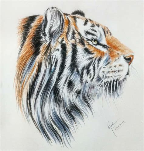 How To Draw A Realistic Tiger Marker Coloured Pencil Drawing Tutorial