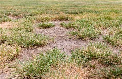 How To Fix Bare Spots In Lawn Grass Patch Repair Tips