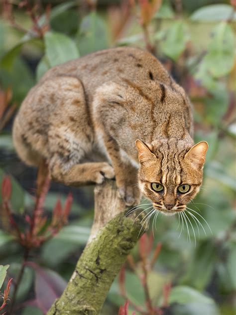 Rusty Spotted Cat Spotted Cat Rusty Spotted Cat Cats