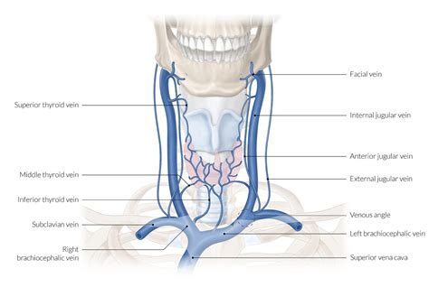 Anterior View Of The Neck Region Artery Vein And Nerv