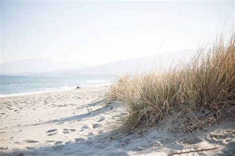 Best Beach Grass Stock Photos Pictures And Royalty Free Images Istock
