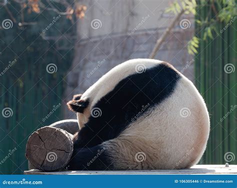 A Sleeping Panda Is So Cute Stock Photo Image Of Like Round 106305446