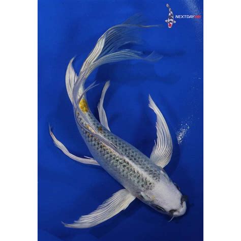 7 Imported Kujaku Butterfly Koi Koi Fish For Sale