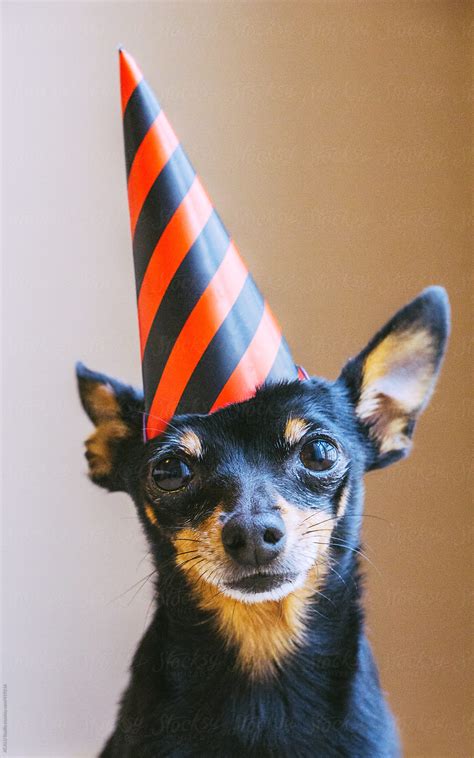 Little Dog With Party Hat By Stocksy Contributor Acalu Studio Stocksy