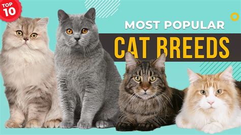 Top 10 Most Popular Cat Breeds You Need To See Which Cat Breed Is The
