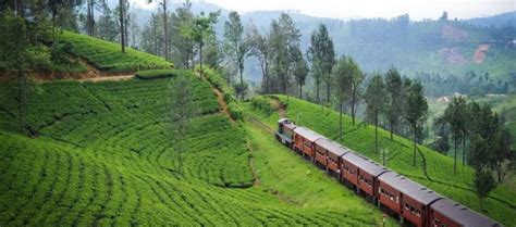History Of Tea Estates In Sri Lanka Tea Plantations In