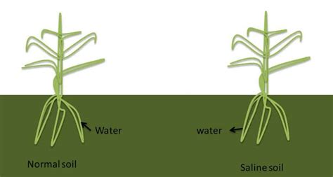 The Soil Salinity Problem How It Affects Plant Growth Sc Garden Guru