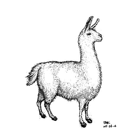 Llama Drawing Kawaii Drawings Cartoon Drawings Easy Drawings Animal