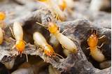 Images of Photo Termite