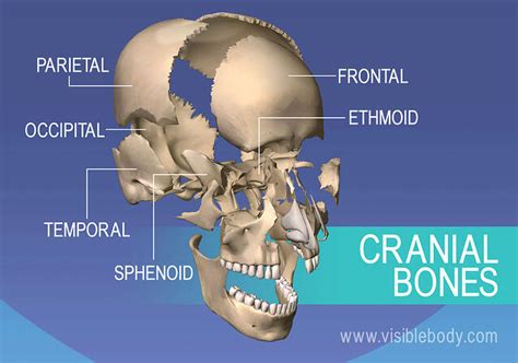 Axial Skeleton Learn Skeleton Anatomy
