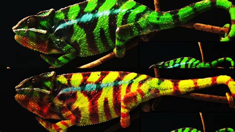 Scientists Unlock How Chameleons Change Colors Cnn Video