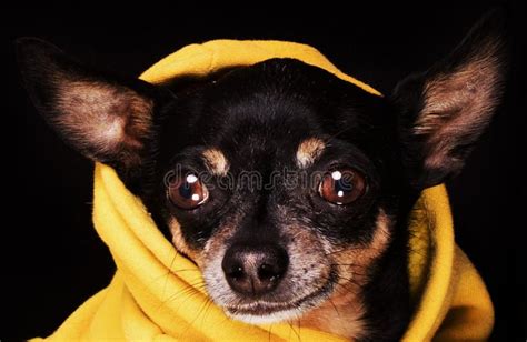 Chihuahua Dog Looking At Camera Stock Image Image Of Portrait Canine