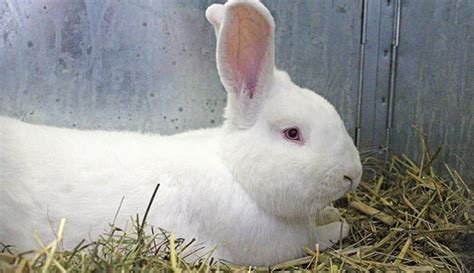 raising rabbits for meat hobby farms