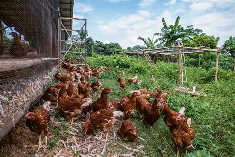 Tpc plus berhad is a renowned company in the poultry farming industry in malaysia. Yes, raising poultry can be humane, too | F&B Report Magazine