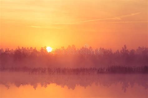 A Beautiful Pink Sunrise Ower The Swamp Sun Rising In Wetlands