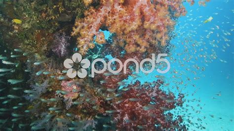 Beautiful coral reef underwater Stock Footage,#reef#coral#Beautiful#Footage | Stock footage 