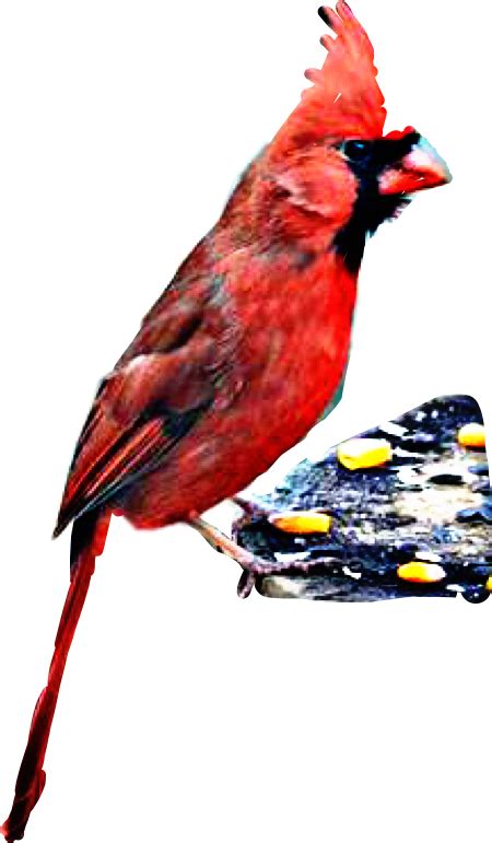 Download Northern Cardinal Hd Transparent Png