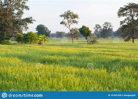 Green Rice Field With Sunlight In The Morning Stock Photo Image Of