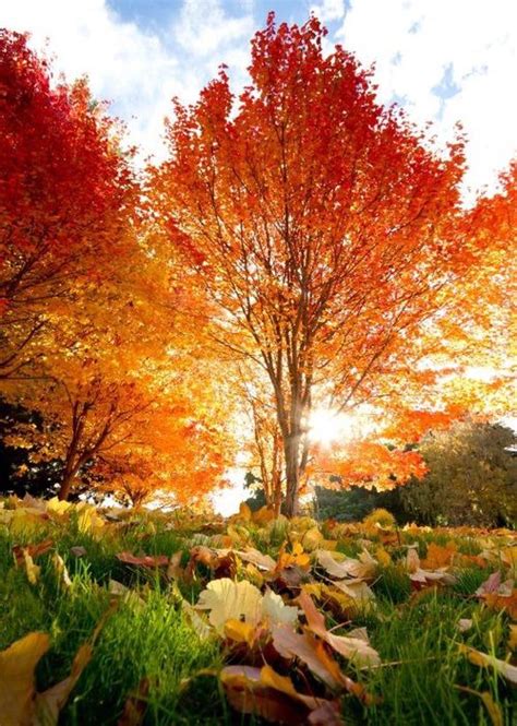 Autumn Tree And Fall Image Autumn Trees Beautiful Nature Nature