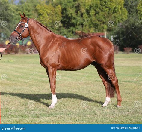 Chestnut Colored Racehorse Mare Posing On The Showground Stock Photo