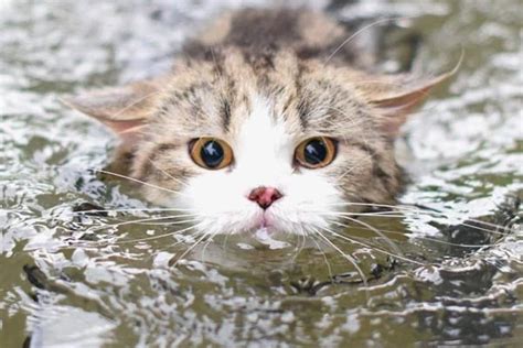 How To Get A Cat To Like Water Catwalls