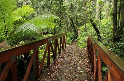 Goodenia Rainforest Walking Track Visitor Info Nsw National Parks