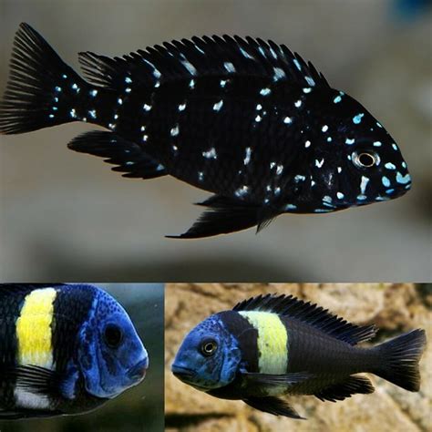 African Cichlids Fish Breed Information And Pictures