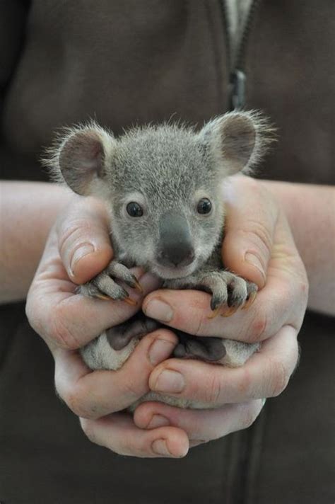 An Insanely Adorable Baby Koala Neatorama