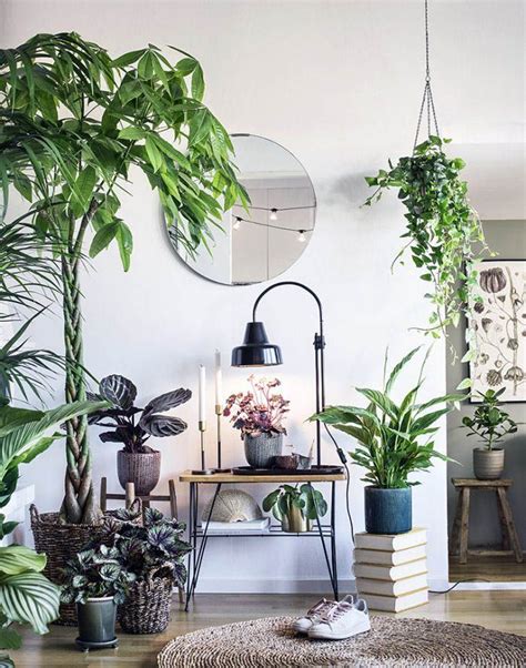 Many ferns can be grown indoors in spots that only get indirect light, but one of the easier varieties would be from the asplenium genus: Primary indoor plants that don t need much sun only on ...