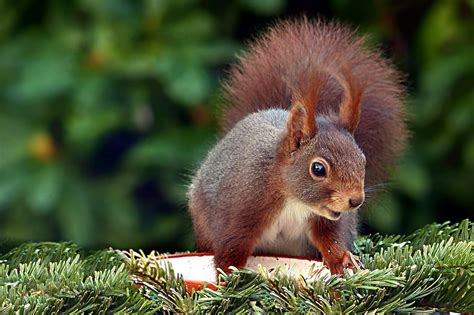 Eichhörnchen Tier Säugetier Kostenloses Foto Auf Pixabay Pixabay