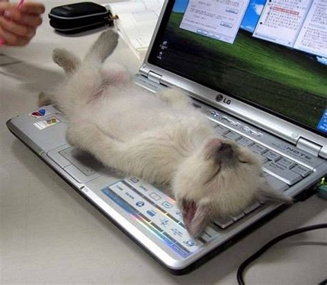 Cat Sleeping On A Laptop Image Funny Moments Mod Db