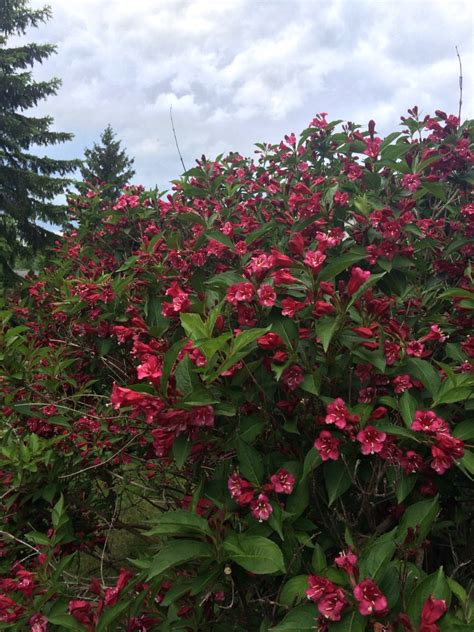 Home › assorted flower bushes. Favorite flowering bush. | Flowering bushes, Blooming ...