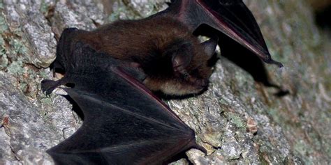 Rabies Detected In Local Bats