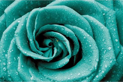 Turquoise Flower Wallpapers Top Free Turquoise Flower Backgrounds Wallpaperaccess