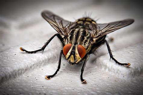 Flies Leeds Harrogate Otley And Ilkley Pest Control