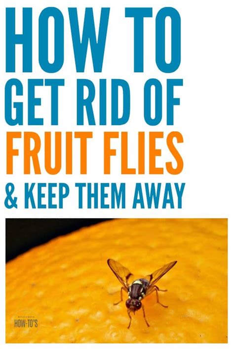And before you know it, these nuisance pests invade your home with no plans to leave. How to Kill Fruit Flies and Get Rid of Them For Good