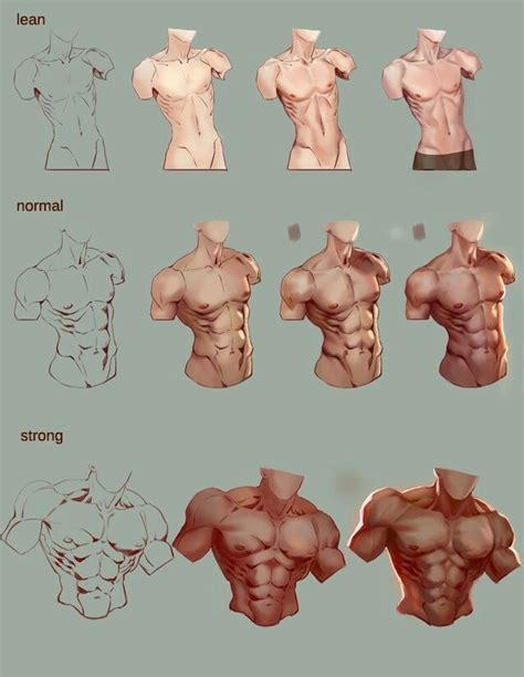 Anatomy Torso Male Muscles Body Type Tutorial Anatomy Sketches