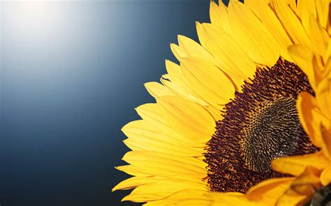 4k Sunflower Wallpaper Full Hd Pictures