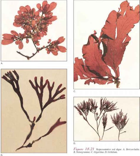 Phylum Rhodophyta The Red Algae Flowering Plants 78 Steps Health