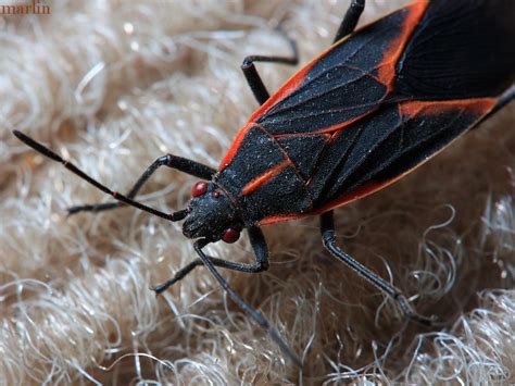 Box Elder Bug Boisea Trivittata North American Insects And Spiders