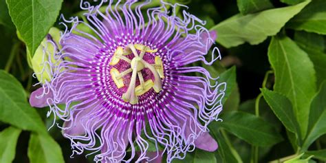 Unusual Flowers 15 Crazy Looking Flowers From Around The World