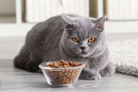 Cat Loss Of Appetite What To Do When Your Cat Wont Eat