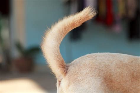 Secrets Your Dogs Tail Is Trying To Tell You Readers Digest