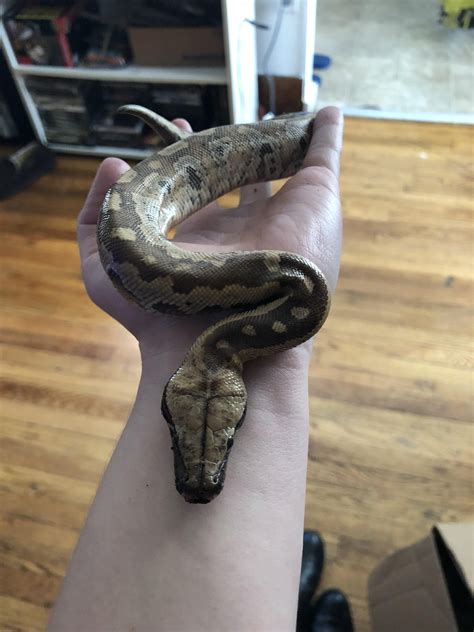 My Newest Addition Nyx The Baby Blood Python Rsnakes