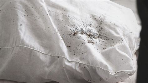 How To Know If You Have Bed Bugs 7 Early Signs To Look For