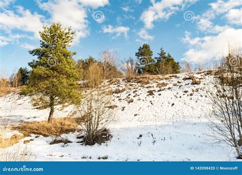 Young Pine Tree Near The Hill With Snow Thawed Melting Snow From The